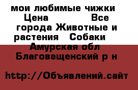 мои любимые чижки › Цена ­ 15 000 - Все города Животные и растения » Собаки   . Амурская обл.,Благовещенский р-н